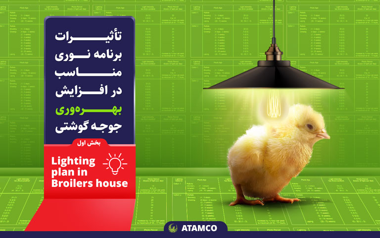 تأثیر برنامه نوری در مرغ گوشتی